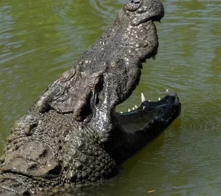 Fot Grafo Flagra Crocodilo Girante Devorando Filhote De Tubar O Fotos