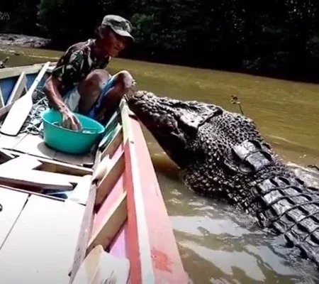 V Deo Mostra Homem Alimentando Crocodilo Gigante Tranquilamente