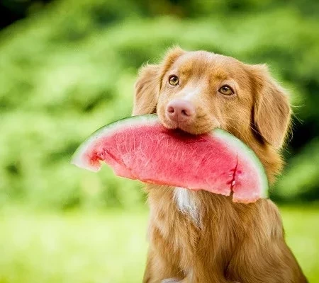 Saiba quais frutas os cães podem comer e quais representam riscos