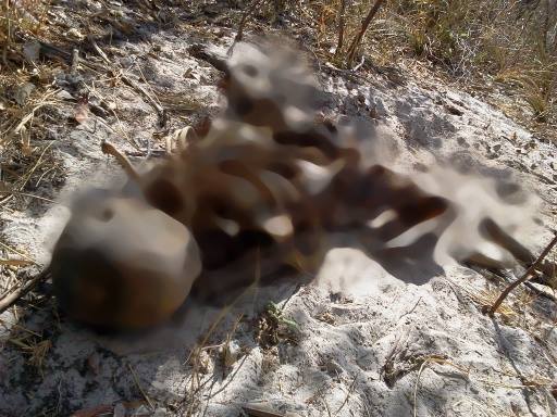 Homem de Jatobá é encontrado morto em Cocal de Telha - Imagem 3