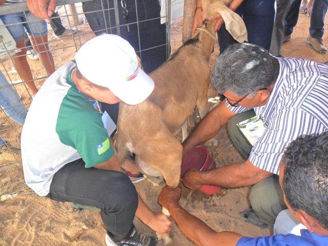 Prefeito participa do 1° Dia do Agricultor - Imagem 27