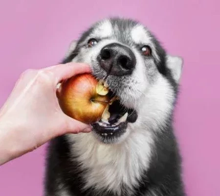 Saiba Frutas Que Devem Ser Incluídas E Evitadas No Cardápio De Animais ...