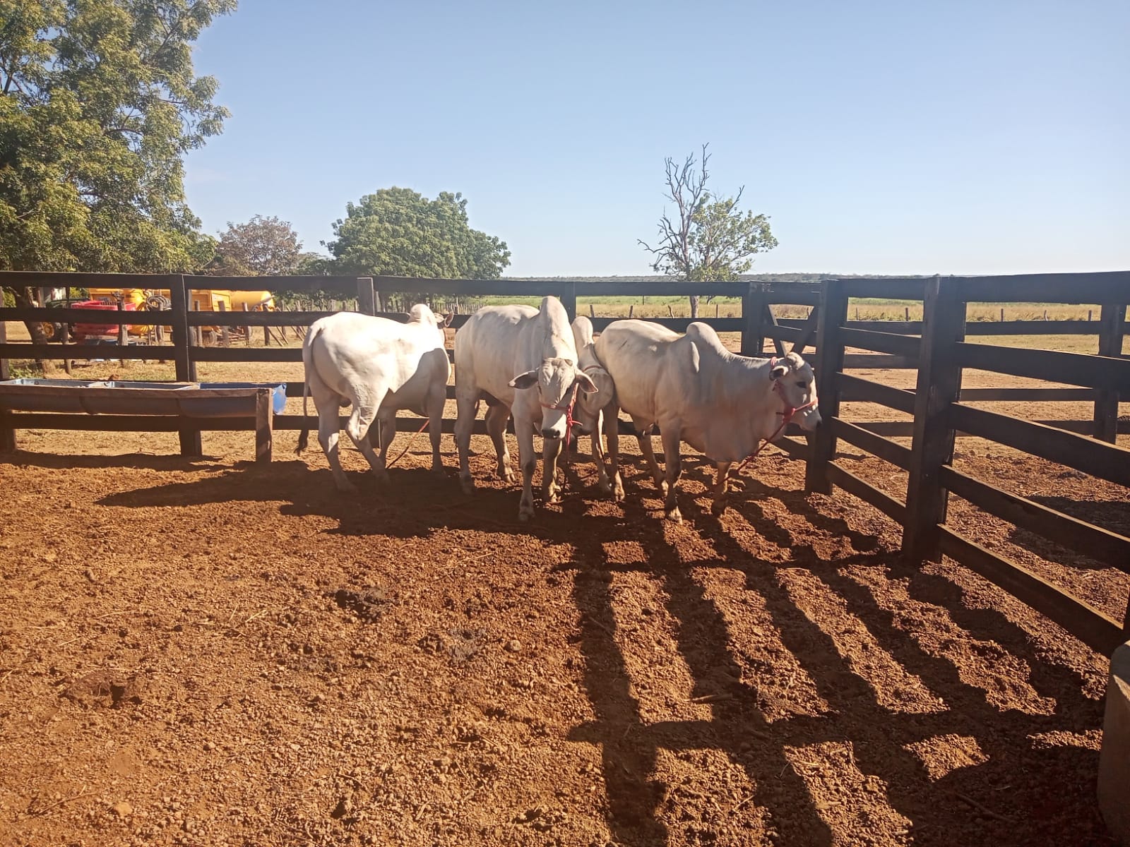 Dia de Campo na Fazenda Uberlândia em Parnaguá PI - Imagem 10