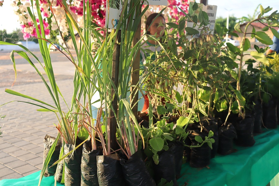 São Pedro do Piauí realiza Exposição Ambiental em praça pública - Imagem 4