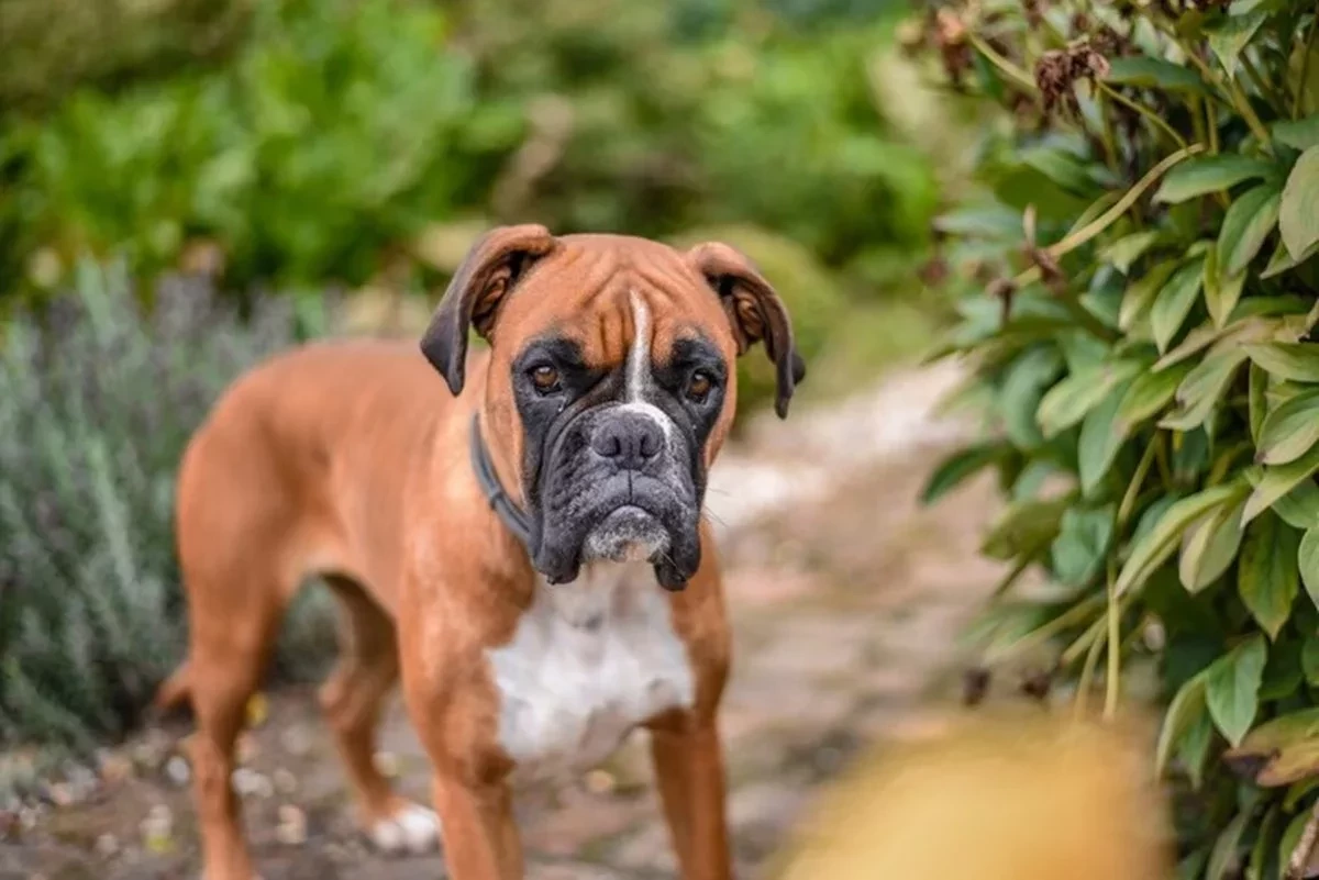 Nova lei: cachorros e gatos só poderão ser vendidos após 4 meses de vida - Foto de wirestock/FreePick