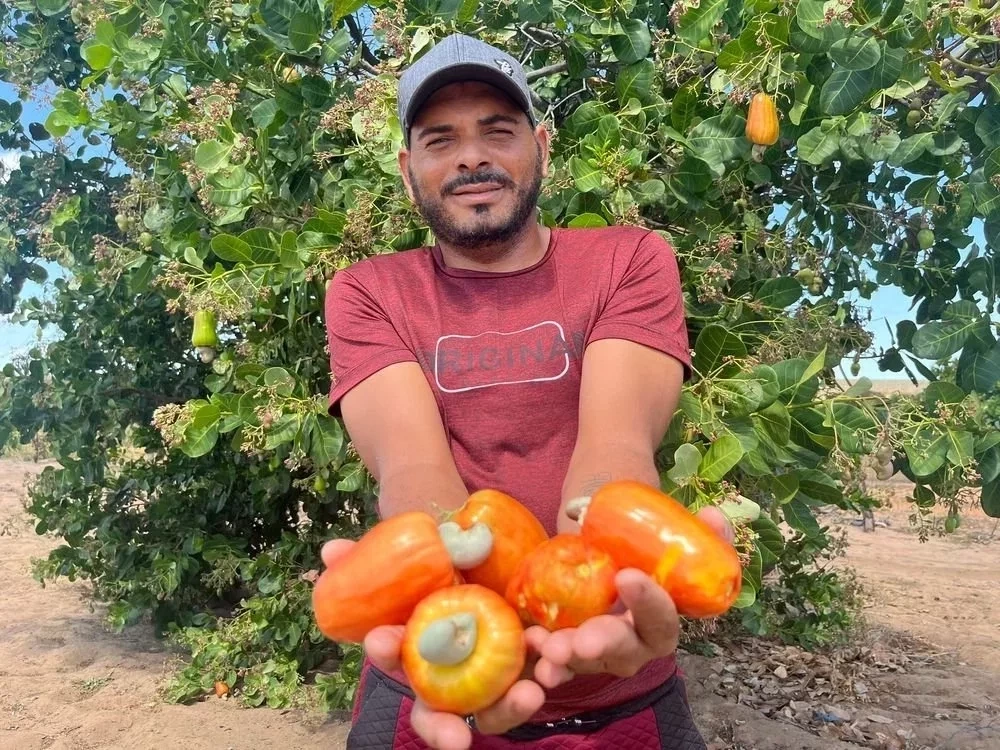 Piauí tem a segunda maior área plantada de caju no Brasil - Foto: Felipe Soares 