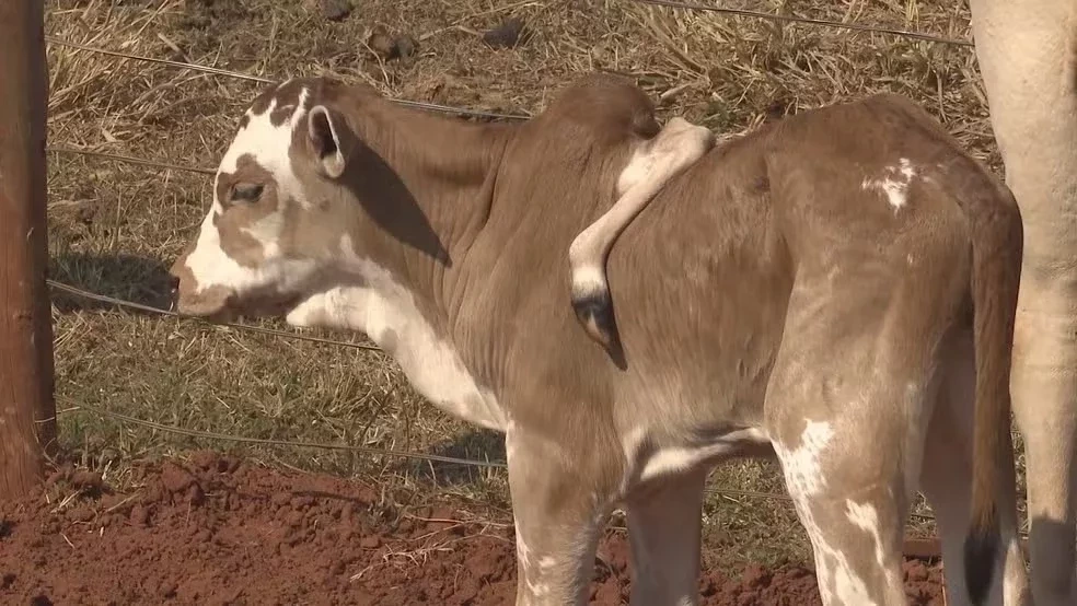 Conheça o bezerro que nasceu com 'cinco patas' no Paraná; Caso choca o mundo - Imagem 1