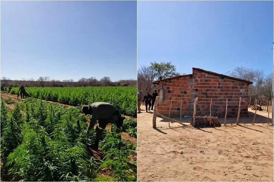 PM localiza roça com cerca de 90 mil pés de maconha no Sul do Piauí - Fotos: Divulgação/PMPI