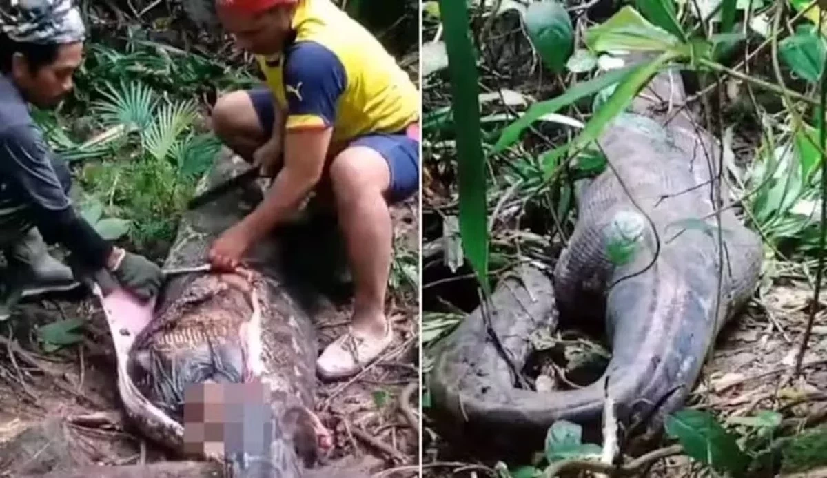 Indonésia acumula casos de pessoas devoradas por cobras gigantes — Foto: Reprodução 